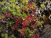 Drosera esperensis