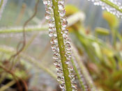 Drosera filiformis