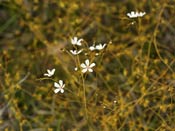 Drosera gigantea