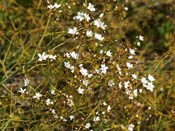 Drosera gigantea