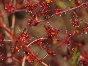 Drosera gigantea