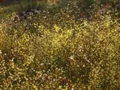 Drosera gigantea