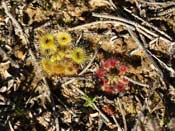 Drosera glanduligera