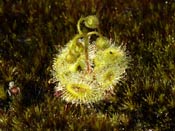 Drosera glanduligera