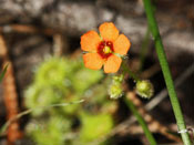 Drosera glanduligera