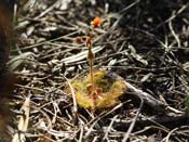 Drosera glanduligera