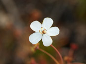 Drosera graniticola