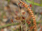 Drosera graniticola