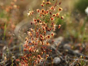 Drosera graniticola