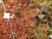 Drosera graniticola