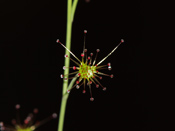 Drosera graniticola