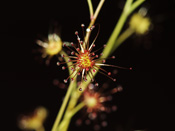 Drosera graniticola