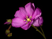 Drosera hamiltonii