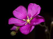 Drosera hamiltonii