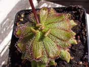 Drosera hamiltonii