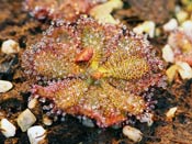 Drosera hamiltonii