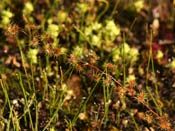 Drosera heterophylla