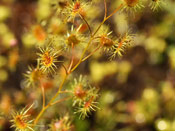 Drosera heterophylla