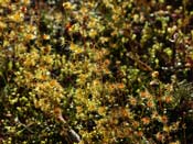 Drosera heterophylla