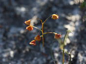 Drosera huegelii