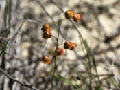 Drosera huegelii