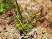 Drosera humilis