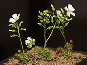 Drosera humilis