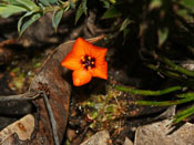 Drosera hyperostigma