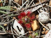 Drosera hyperostigma