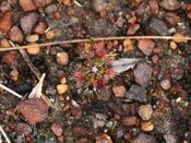 Drosera hyperostigma