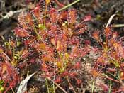 Drosera intermedia