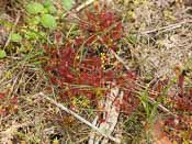 Drosera intermedia