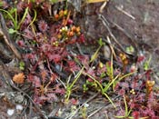 Drosera intermedia