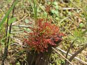 Drosera intermedia