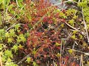 Drosera intermedia