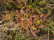 Drosera intermedia