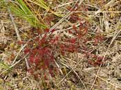 Drosera intermedia