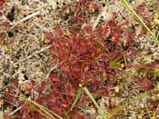 Drosera intermedia