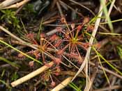 Drosera intermedia