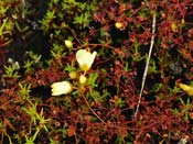 Drosera intricata