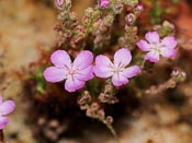 Drosera lasiantha