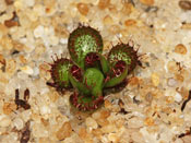 Drosera lowriei