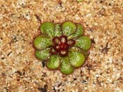 Drosera lowriei