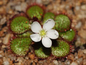 Drosera lowriei