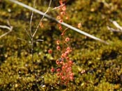 Drosera macrantha