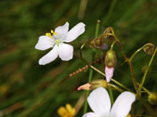 Drosera macrantha