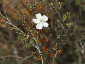 Drosera macrantha