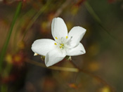 Drosera macrantha