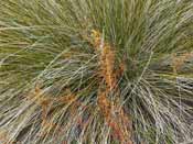 Drosera macrantha