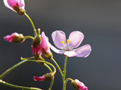 Drosera macrantha